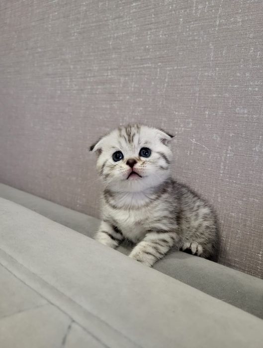 Скоттиш фолд окраса вискас