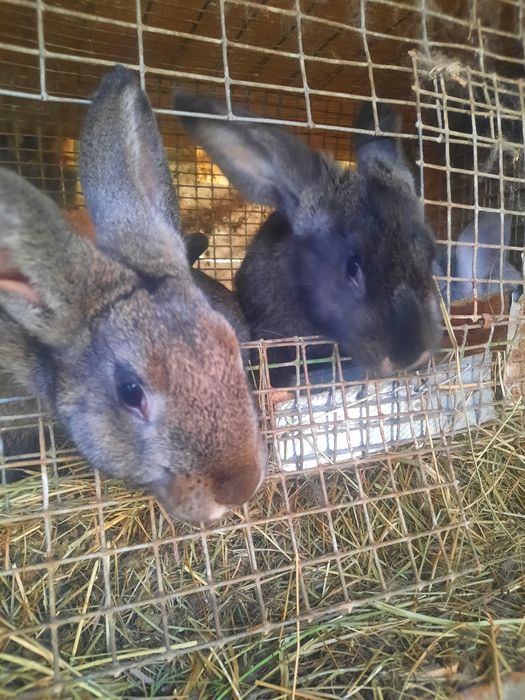 КРОЛИКИ от 4500тенге