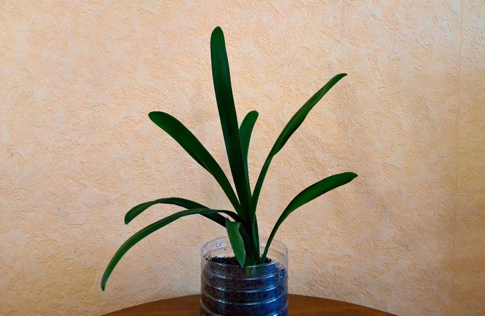 Продам     кливию