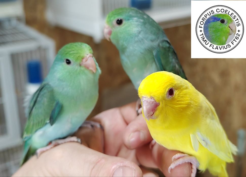 Papagali Forpus coelestis