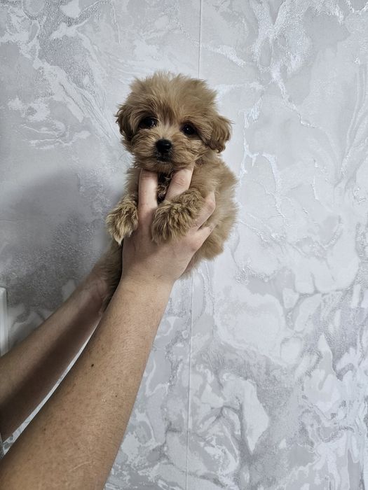 Супер щеночки мальтипу F1