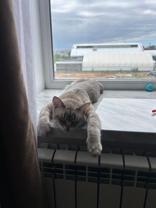 отдам кота в добрые руки