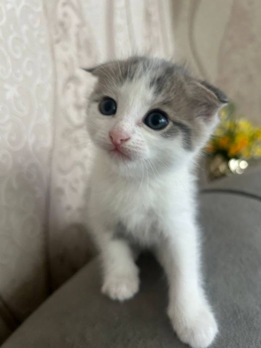 Отдам даром в добрые руки!