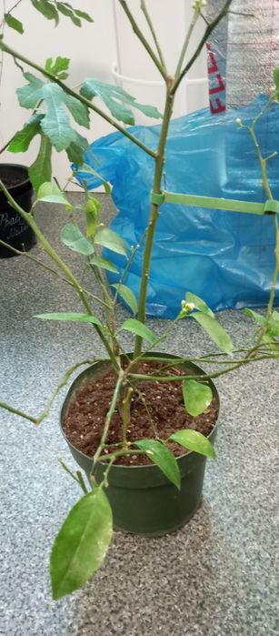 Продам плодоносящий лимон