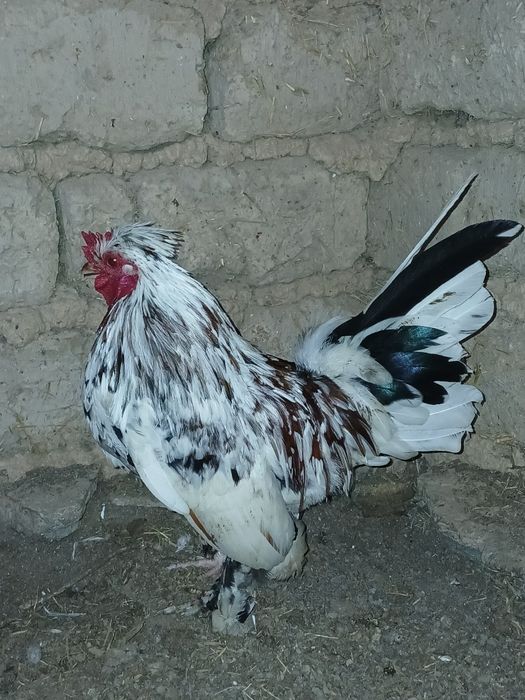 Таза Карлик қораздары