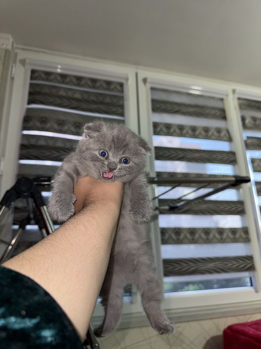 Котята скотиш фолд и скотиш страйт