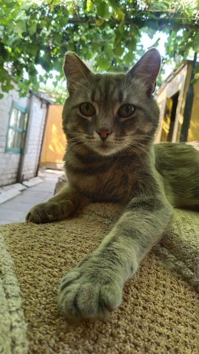 Отдам котика в добрые руки