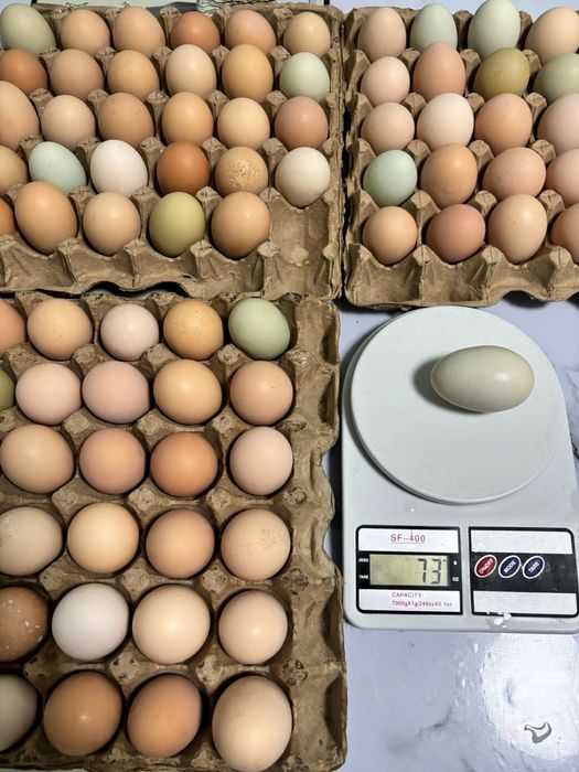 Продам инкубационные яйца