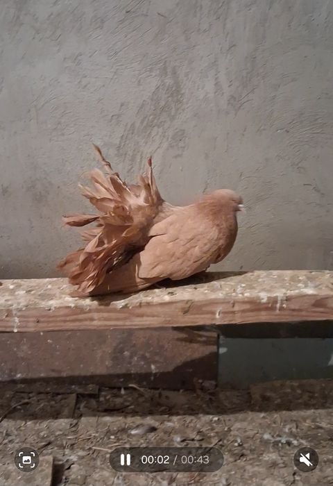 Павлин.голуб.крупный самец