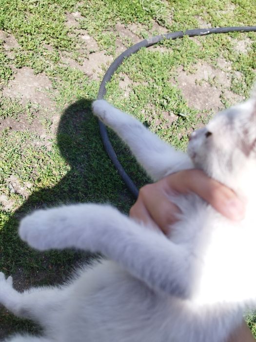 Маленький котенок