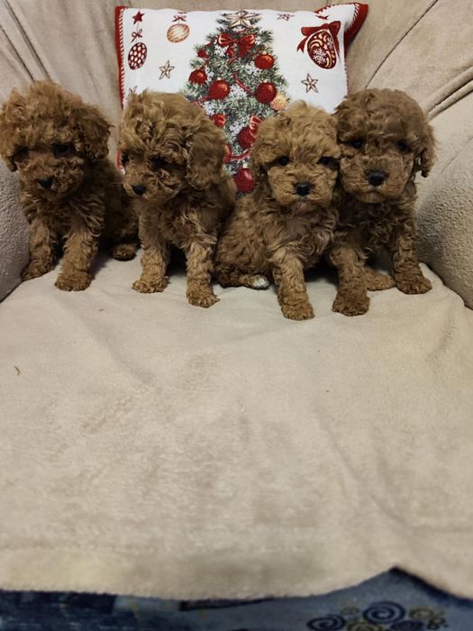 Toy puddle (6 кученца)