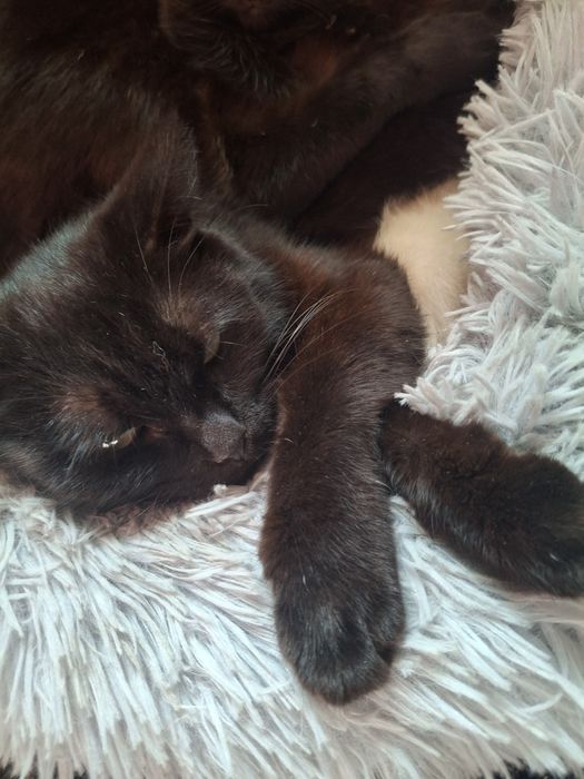 продам котят им 1 мес за 1500