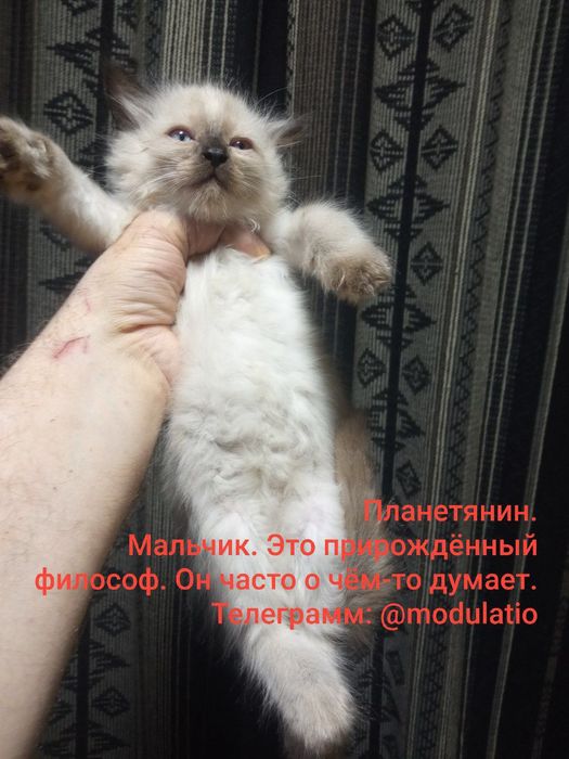 Сиамские котята. Родились 25 марта.