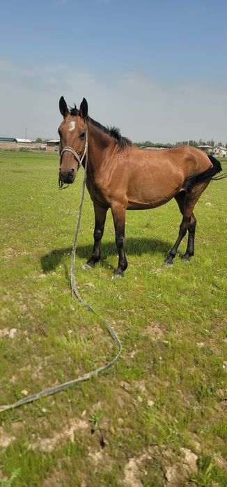 От сотилади бия ювош согдиради миндиради!