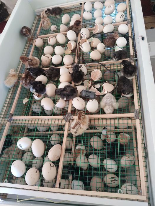 Инкубатор автомат, на 96 шт яиц.