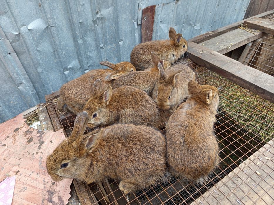 Продаётся кролики