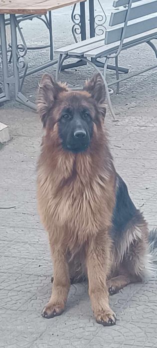 Ciobanesc german cu par lung