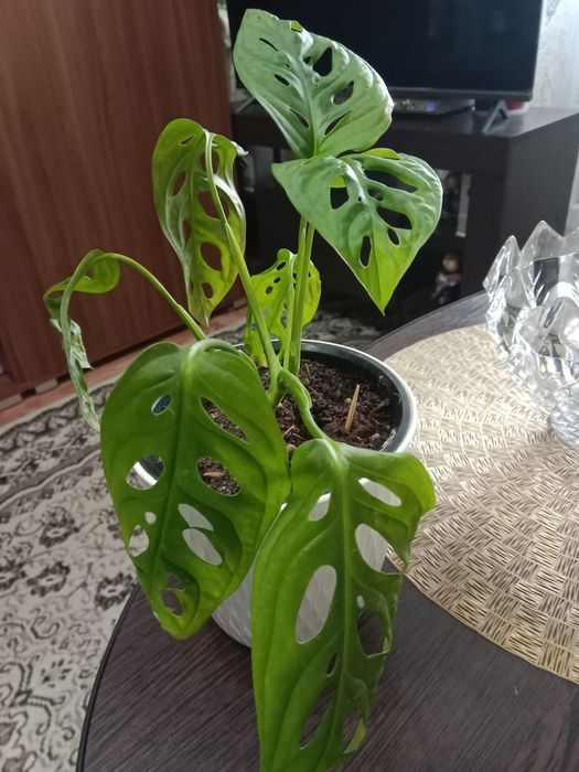 Монстера Адансона или Манки Лиф