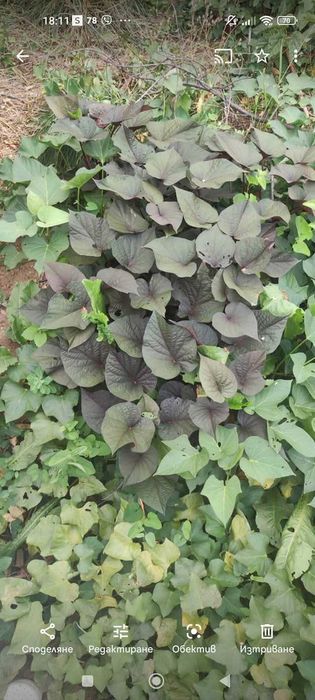 Разсад батати (сладки картофи)