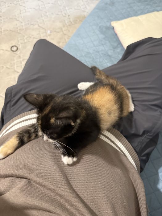 Котенок 3-4 месяца