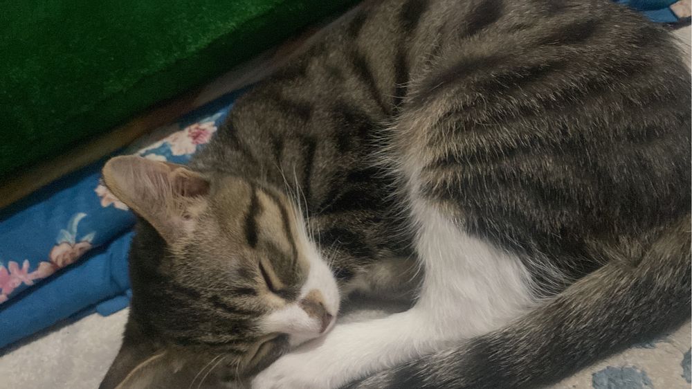 Котенок 5месяца ищет дом