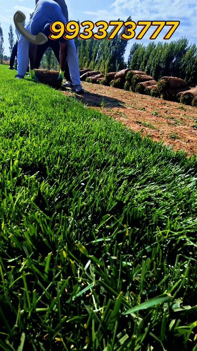 Живой газон биринчи қўл