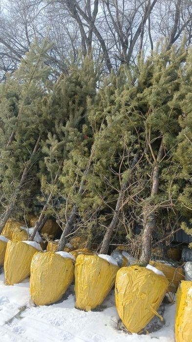 Обычные сосны для дома