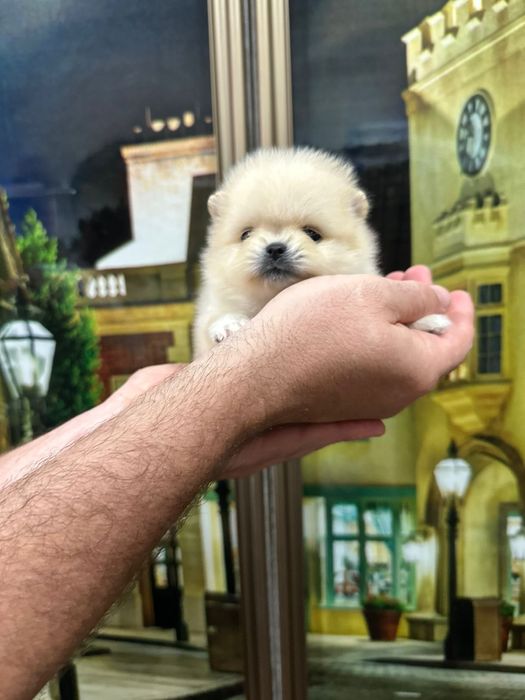 Шпицы кремовые девочки и мальчики