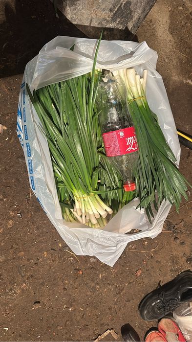 Зеленый лук за кг 1500