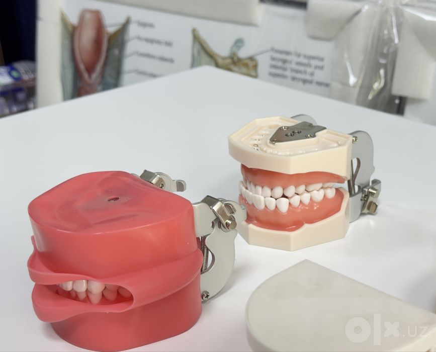 Стоматологик Тиш Моделлари ва Фантомлар Dental Model