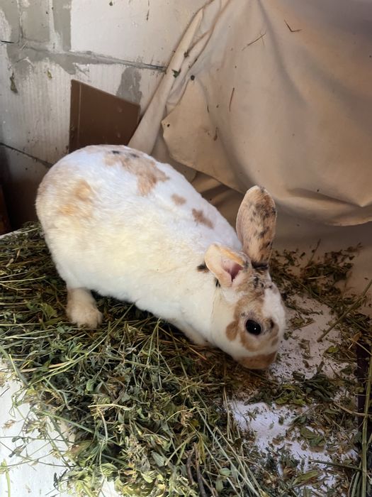 Iepuroaice mature Rex pitic și Holland lop. Citiți descrierea !