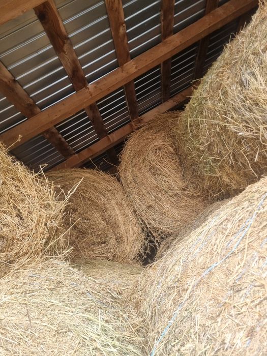 Baloti rotunzi lucernă 120