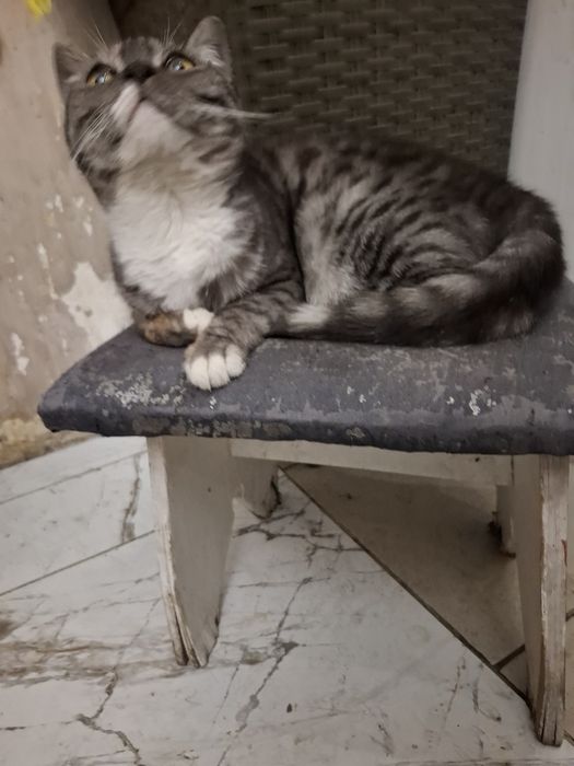 Отдам котята  добрый  руки