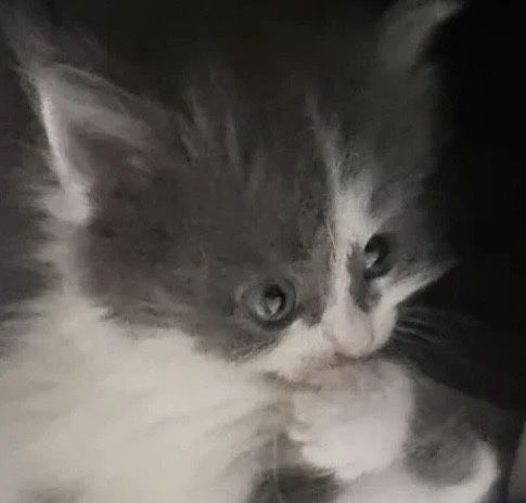 Котенок Алматы девочка