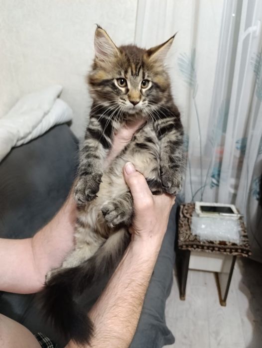 Продам котят Мэйн Кунов