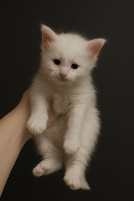 Продам котят Мейн-кун