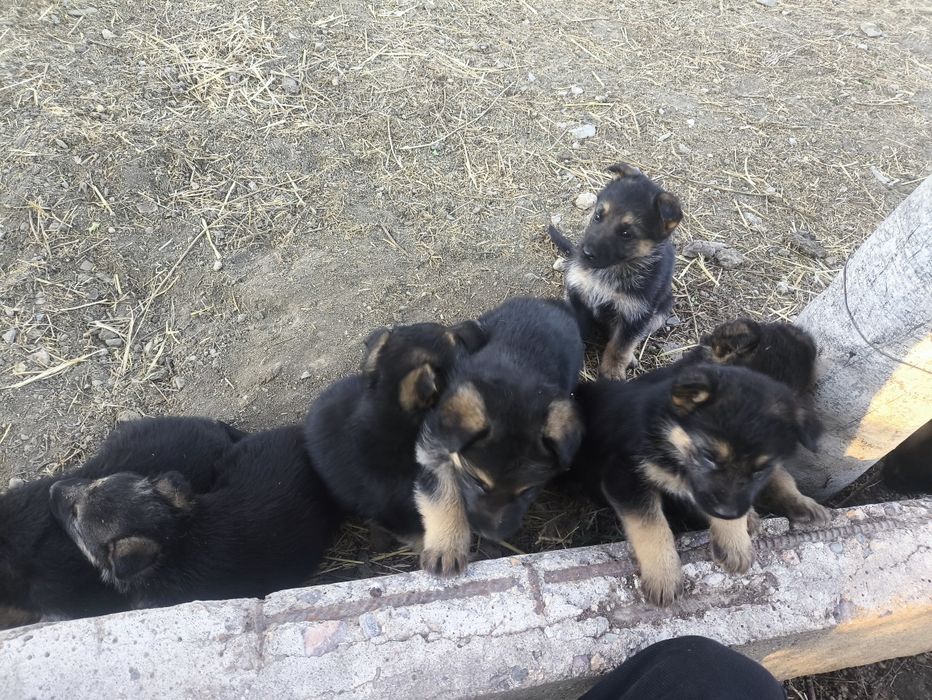 Овчарка сатылады