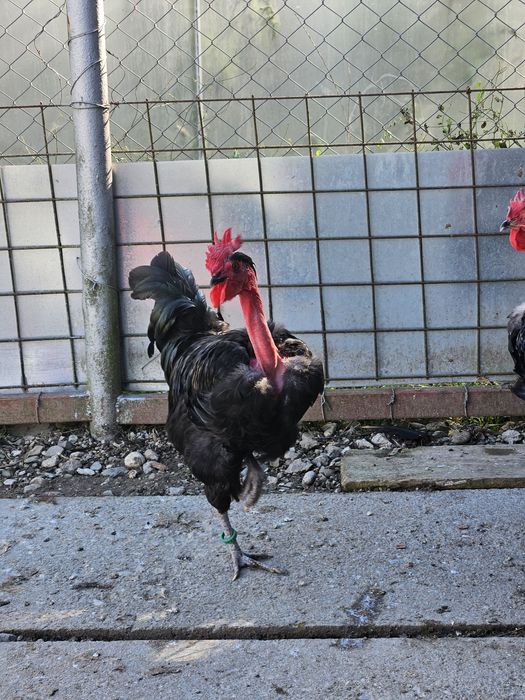 Cocoși gît golaș de Transilvania