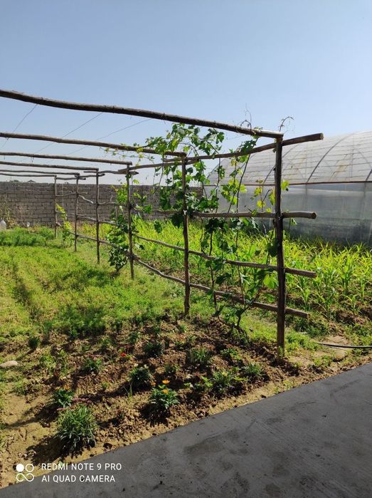 Hovli.Uy 12 sotix. Teplitsa 6 sotix Sotiladi (Akmal Ikromovda)