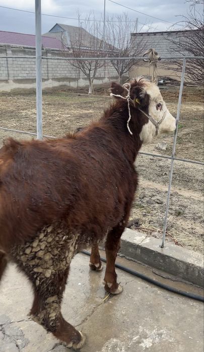 Семіз кашар сатылады