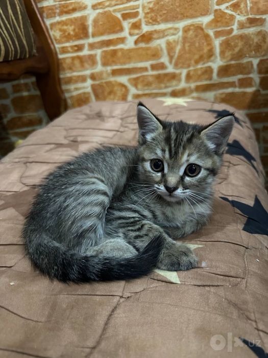 Ласковый котенок ищет любящую семью