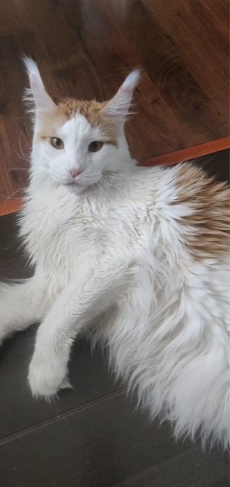 Мальчик Мейкун, в добрые руки