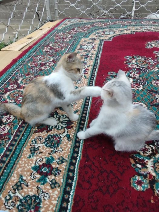 Mushuklar hadiya qilinadi faqat faqat yahshi qaridan odamlaga