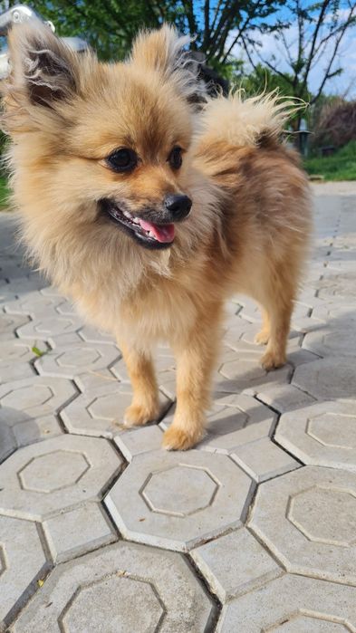 Spitz Pomeranian