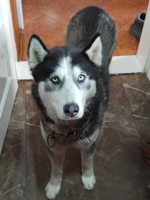 husky de vanzare