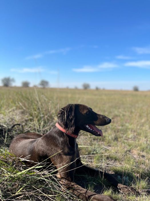 Құмай тазы таза қанды 1 жасар. Казахская гончая тазы 1год