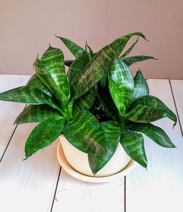 Сансевиерии Алматы