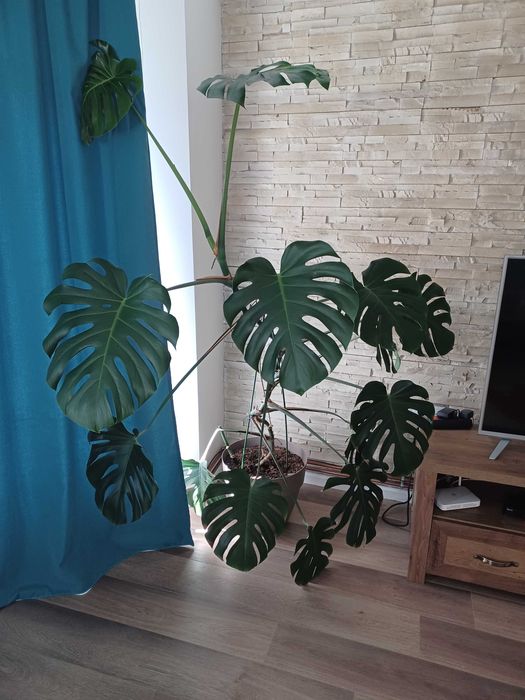 Vand planta de interior Monstera Deliciosa