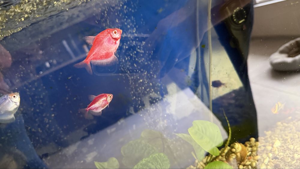 Оборудван аквариум 160л