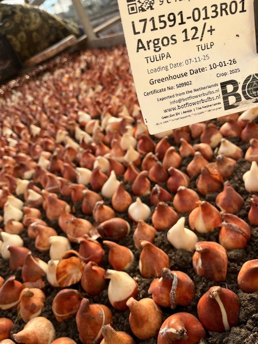 Продажа Тюльпанов Оптом